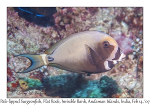 Pale-lipped Surgeonfish