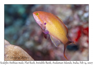 Scalefin Anthias male