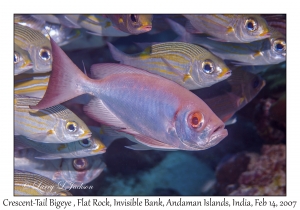 Crescent-tail Bigeye & Striped Large-eye Bream