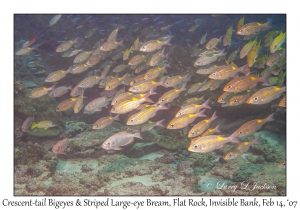 Crescent-tail Bigeye & Striped Large-eye Bream