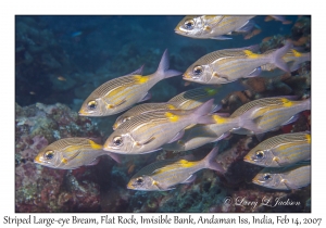 Striped Large-eye Bream