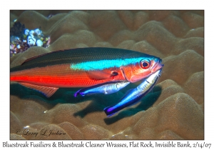 Bluestreak Fuslier & Bluestreak Cleaner Wrasses