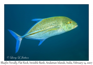 Bluefin Trevally