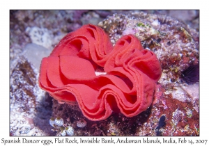 Spanish Dancer eggs