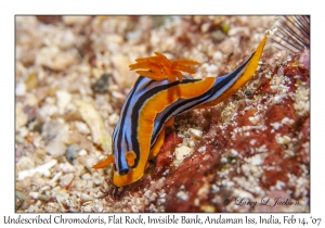 Undescribed Chromodoris