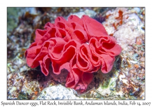 Spanish Dancer eggs