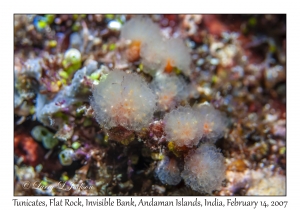 Tunicates