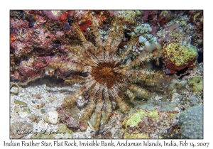 Indian Feather Star