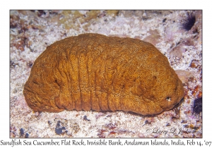 Sandfish Sea Cucumber