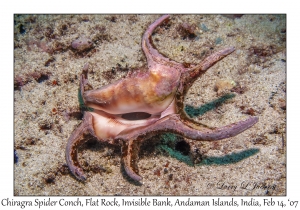 Chiragra Spider Conch