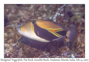 Wedgetail Triggerfish