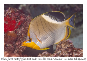 Yellow-faced Butterflyfish