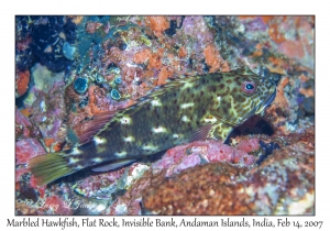 Marbled Hawkfish