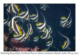 Schooling Bannerfish