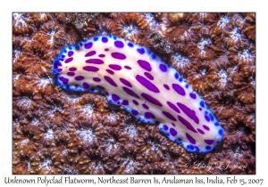 Unknown Polyclad Flatworm