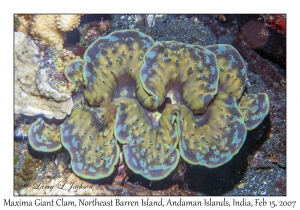 Maxima Giant Clam