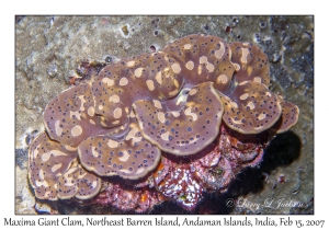 Maxima Giant Clam