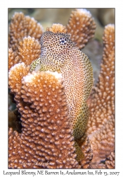 Leopard Blenny