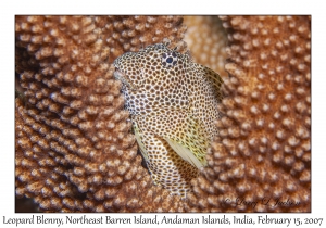 Leopard Blenny