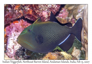 Indian Triggerfish