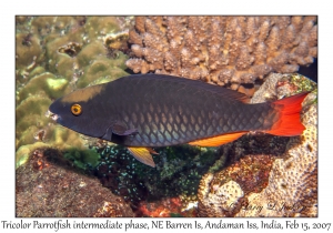Tricolor Parrotfish intermediate phase
