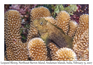 Leopard Blenny