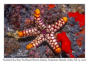 Noduled Sea Star