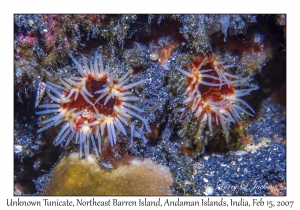 Unknown Tunicate