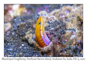 Bluestriped Fangblenny