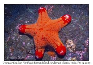 Granular Sea Star