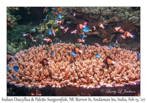 Indian Dascyllus & Palette Sugeonfish juveniles