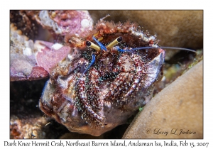 Dark Knee Hermit Crab