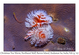 Christmas Tree Worm