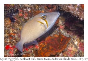 Scythe Triggerfish