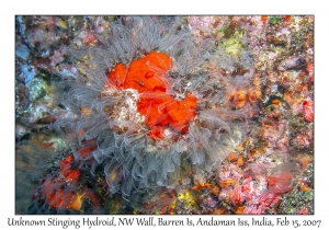 Unknown Stinging Hydroid & Sponge