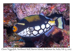 Clown Triggerfish