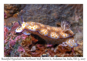 Beautiful Hypselodoris