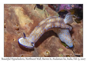 Beautiful Hypselodoris