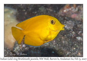 Indian Gold-ring Bristletooth juvenile