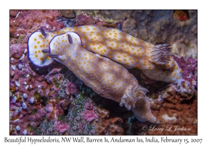 Beautiful Hypselodoris