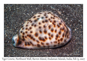 Tiger Cowrie