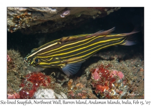 Six-lined Soapfish