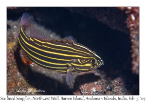 Six-lined Soapfish