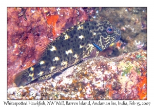 Whitespotted Hawkfish