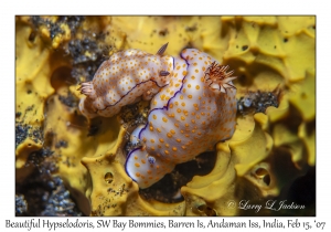 Beautiful Hypselodoris