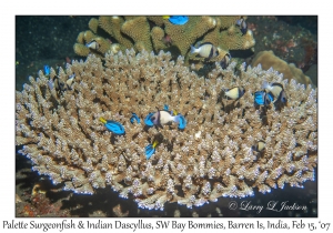 Palette Surgeonfish & Indian Dascyllus