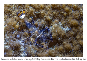 Peacock-tail Anemone Shrimp