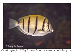 Convict Surgeonfish