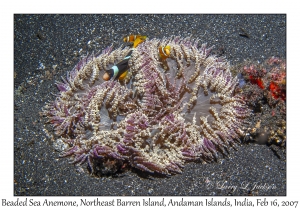 Beaded Sea Anemone