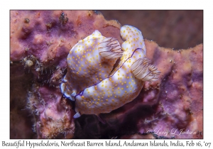 Beautiful Hypselodoris